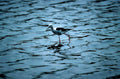 egret water coast1980s 1990s A4 Photo Print