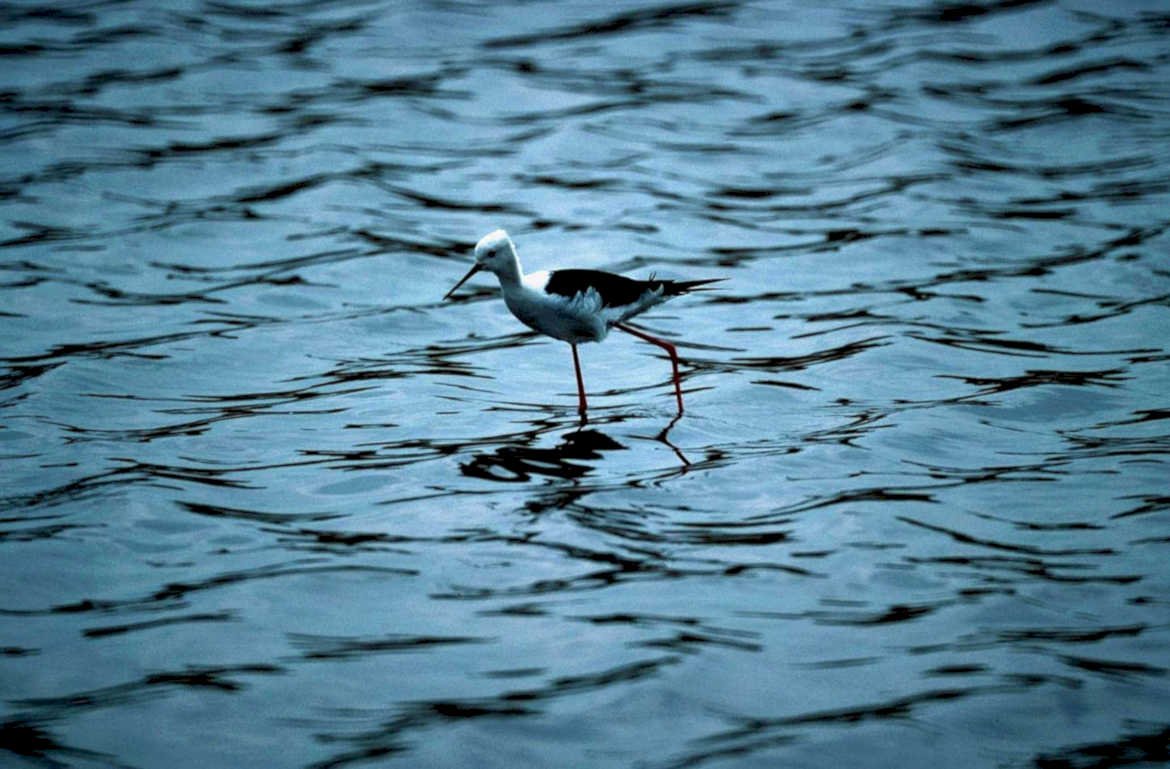 egret water coast1980s 1990s A4 Photo Print