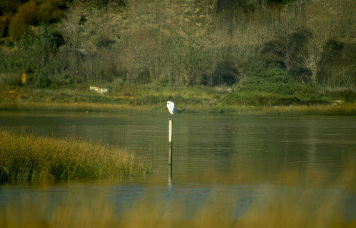 egret wetland hills Vintage A4 Photo Print
