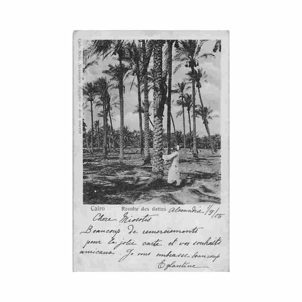egypt cairo gathering dates carlo mieli Vintage A4 Photo Print