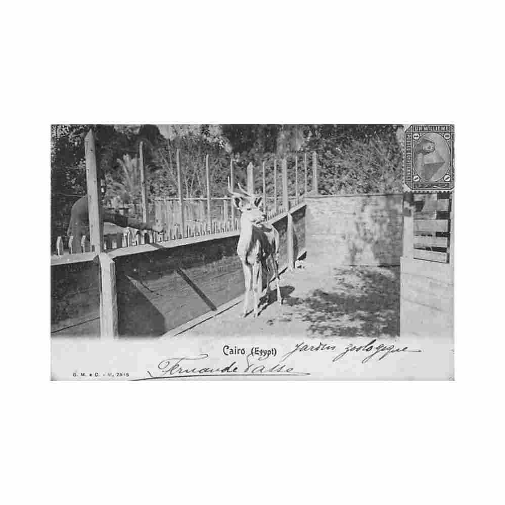 egypt cairo zoological garden antelope g m c Vintage A4 Photo Print
