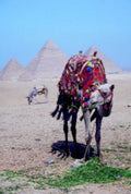 egypt camel pyramids1980s 1990s A4 Photo Print