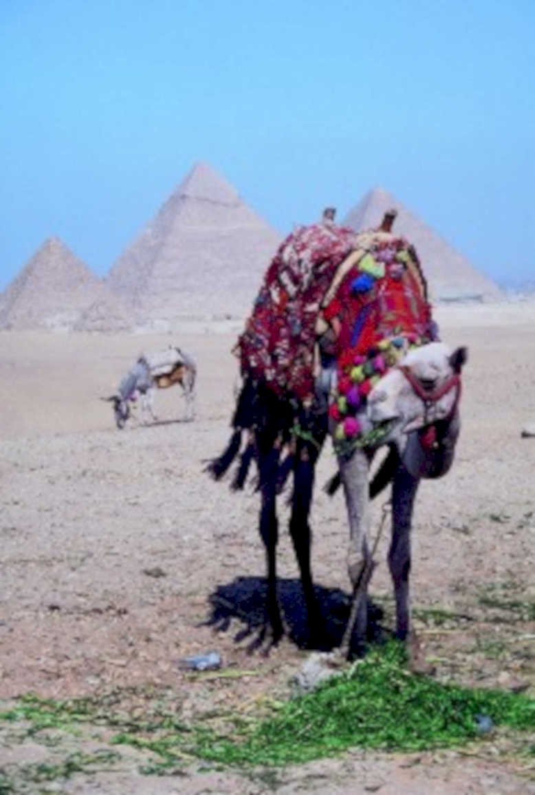 egypt camel pyramids1980s 1990s A4 Photo Print