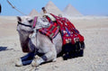 egypt camels pyramids1980s 1990s A4 Photo Print