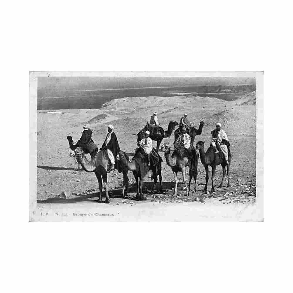 egypt group of camels lb 393 Vintage A4 Photo Print