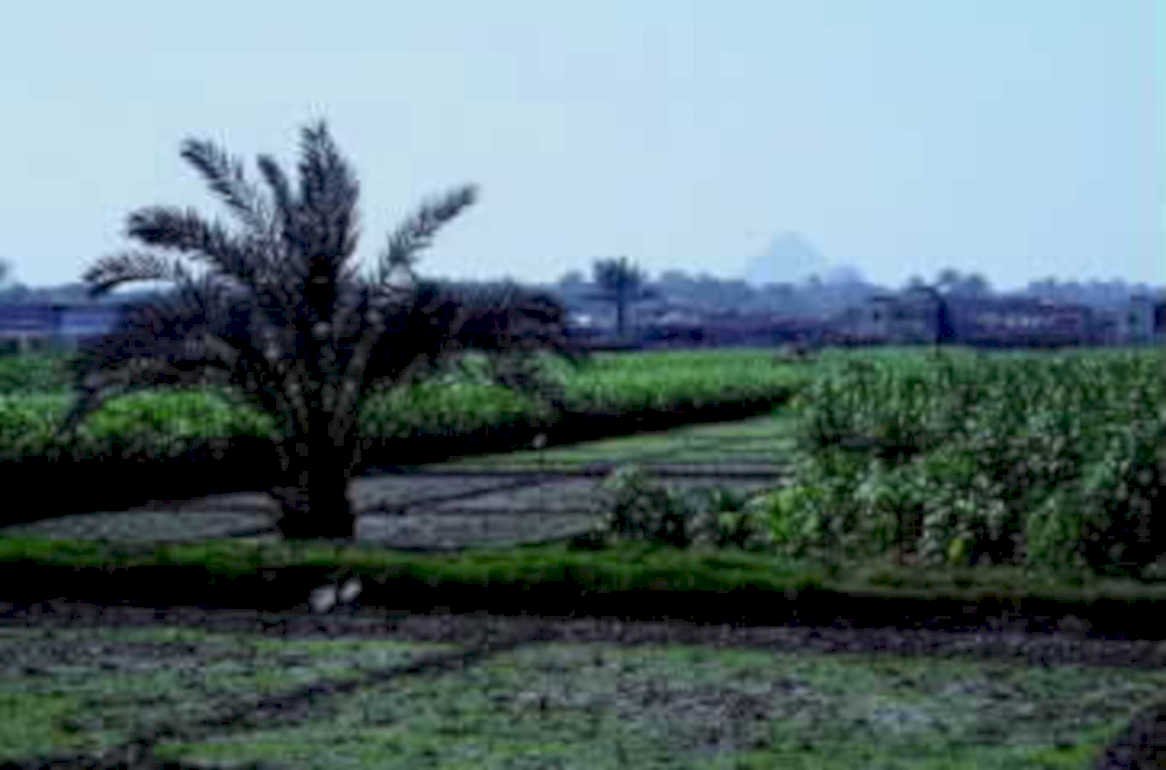 egypt nile corn1980s 1990s A4 Photo Print