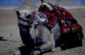 egypt pyramids camel1980s 1990s A4 Photo Print