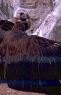 egyptian vulture desertrock Vintage A4 Photo Print