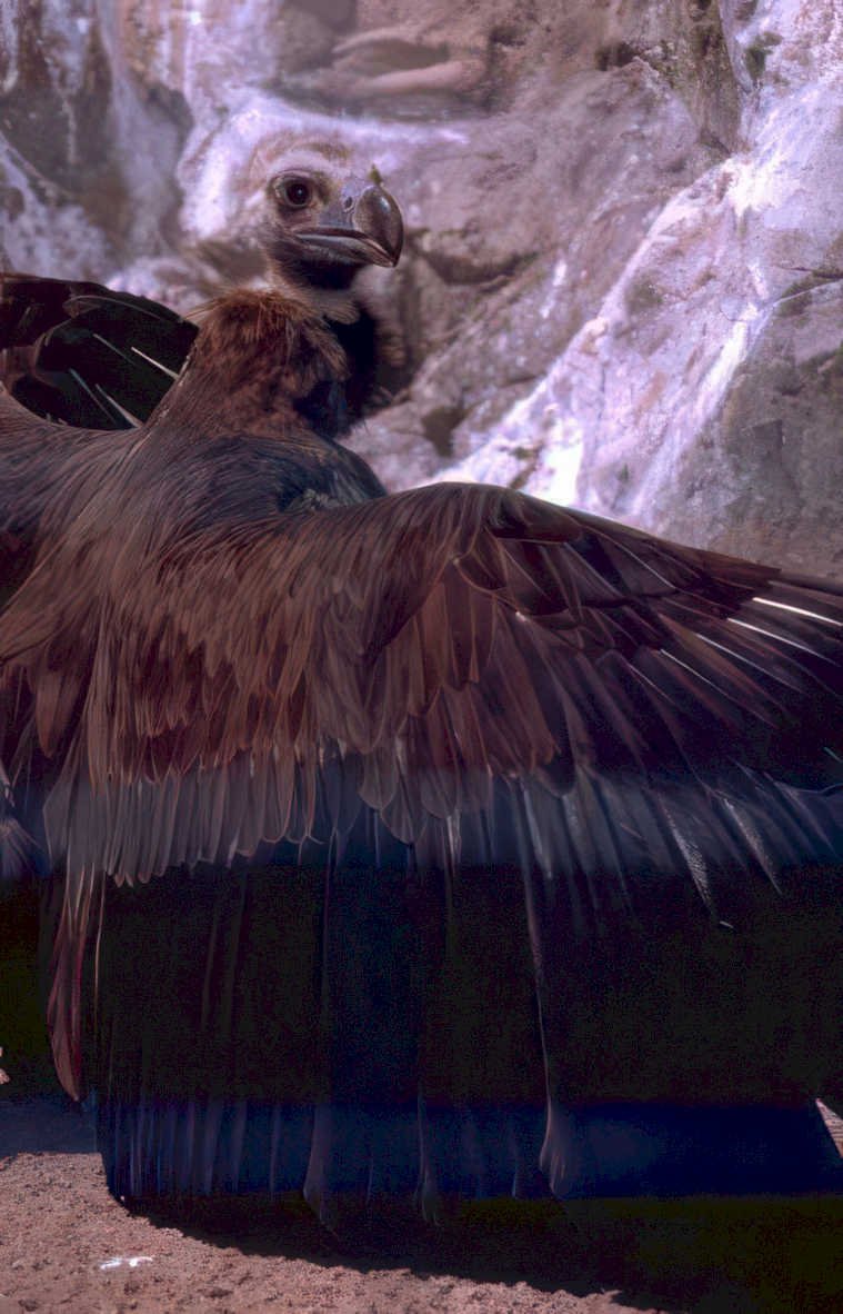 egyptian vulture desertrock Vintage A4 Photo Print