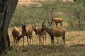 eland herd savanna 1980s 1990s A4 Photo Print
