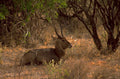 eland savanna dusk 1980s 1990s A4 Photo Print