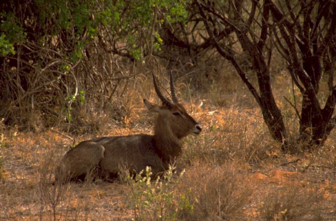 eland savanna dusk 1980s 1990s A4 Photo Print