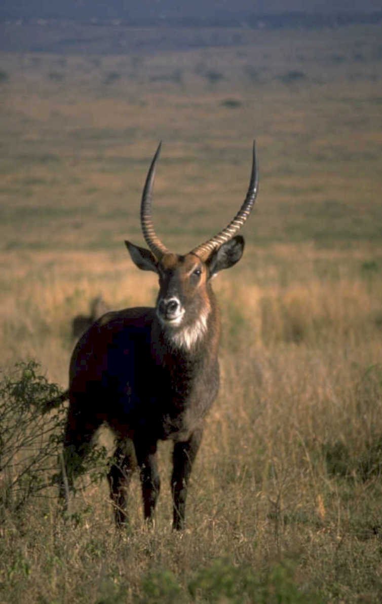 eland savanna portrait 1980s 1990s A4 Photo Print