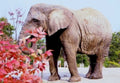 elephant autumn leaves1980s 1990s A4 Photo Print