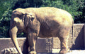 elephant calf fence Vintage A4 Photo Print