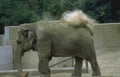 elephant dust bath Vintage A4 Photo Print