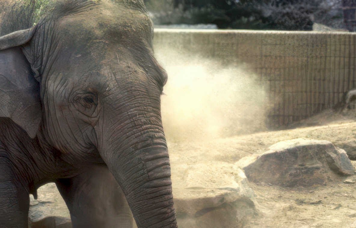 elephant dust cloud Vintage A4 Photo Print