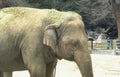 elephant enclosure zoo 1 Vintage A4 Photo Print