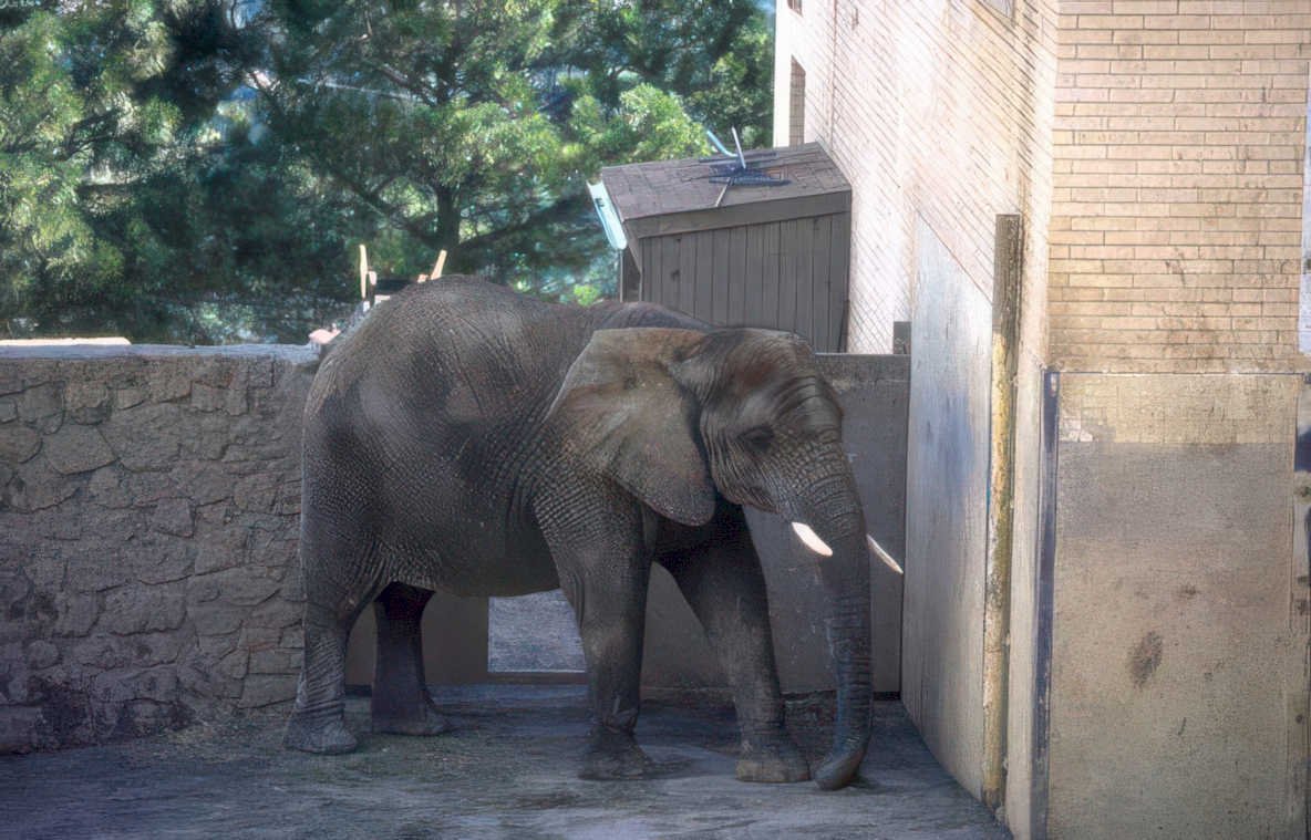 elephant enclosure zoo 2 Vintage A4 Photo Print
