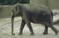 elephant enclosure zoo 3 Vintage A4 Photo Print