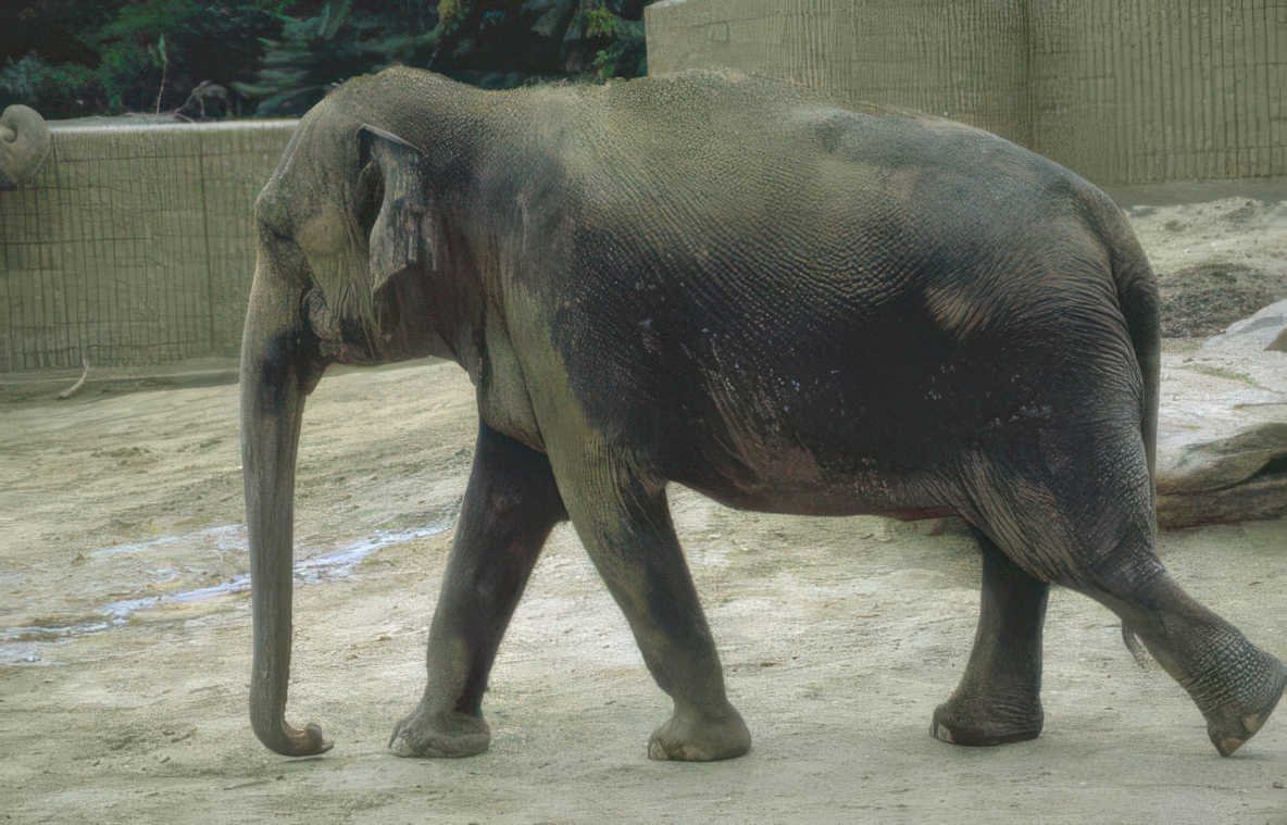 elephant enclosure zoo 3 Vintage A4 Photo Print