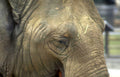 elephant eye texture Vintage A4 Photo Print