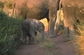 elephant family botswana 1980s 1990s A4 Photo Print