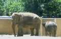 elephant family zoo Vintage A4 Photo Print