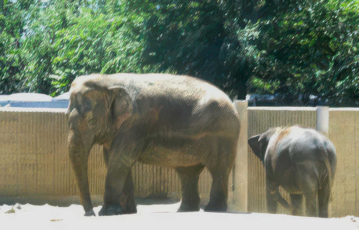 elephant family zoo Vintage A4 Photo Print