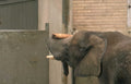 elephant gray fur Vintage A4 Photo Print
