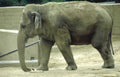 elephant gray wood Vintage A4 Photo Print