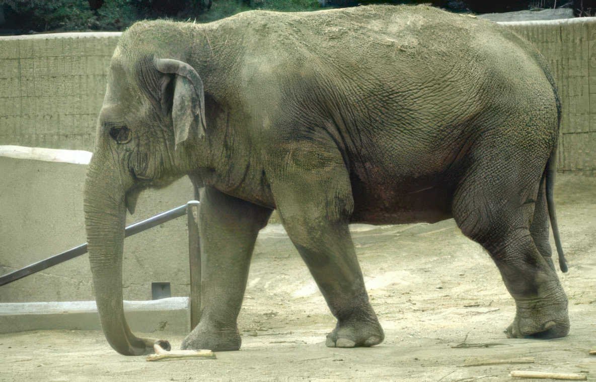 elephant gray wood Vintage A4 Photo Print