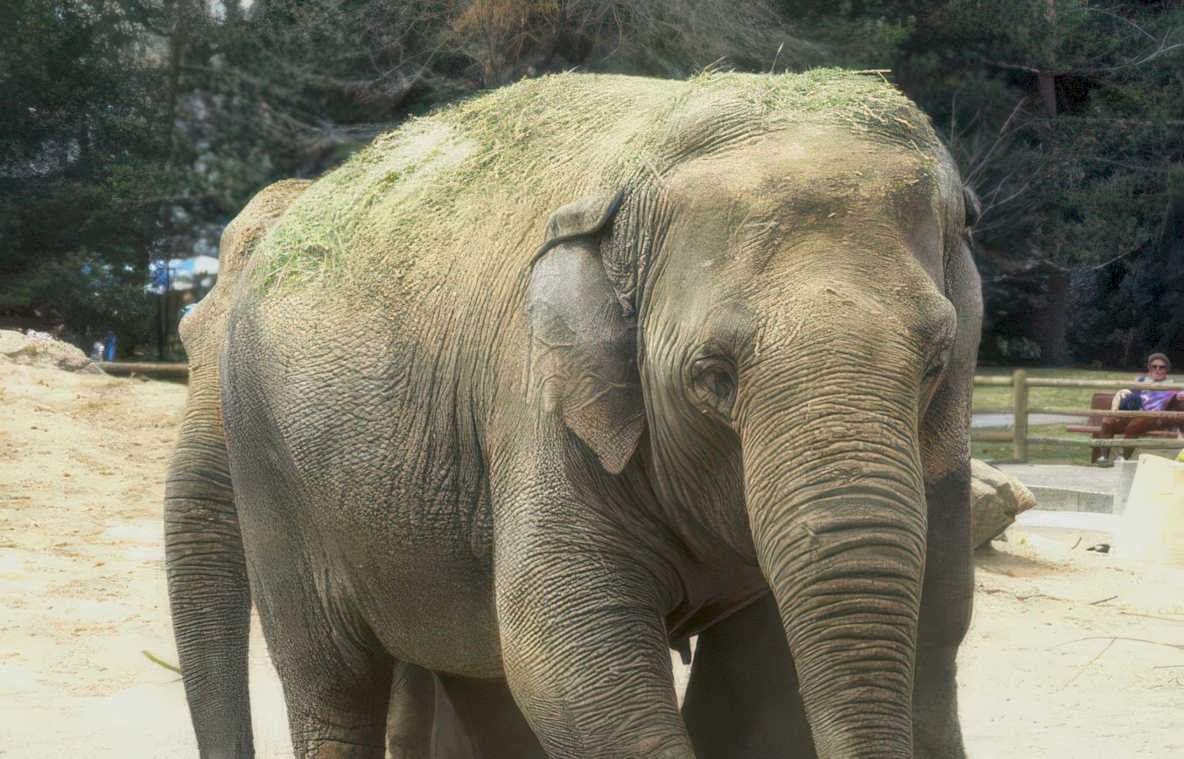 elephant hay enclosure Vintage A4 Photo Print
