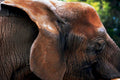 elephant head africa1980s 1990s A4 Photo Print