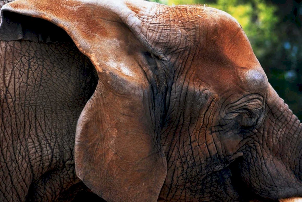 elephant head africa1980s 1990s A4 Photo Print