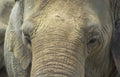 elephant head grass Vintage A4 Photo Print