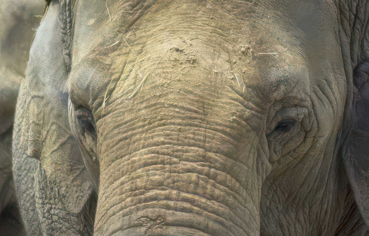 elephant head grass Vintage A4 Photo Print