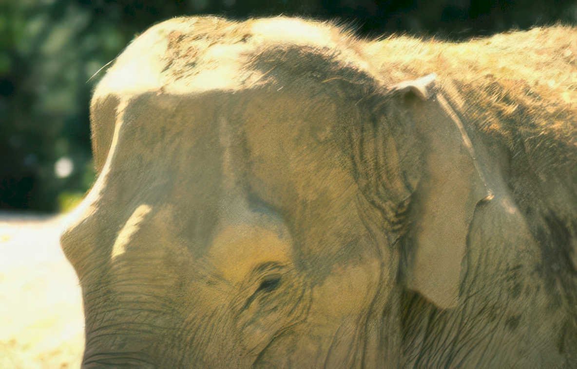 elephant head grey Vintage A4 Photo Print