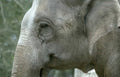 elephant head portrait Vintage A4 Photo Print