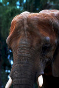 elephant head serengeti1980s 1990s A4 Photo Print