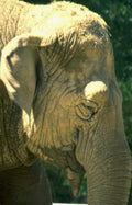 elephant head thailand Vintage A4 Photo Print
