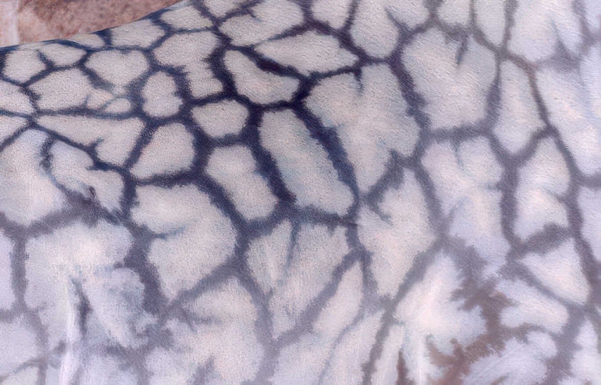 elephant hide texture Vintage A4 Photo Print