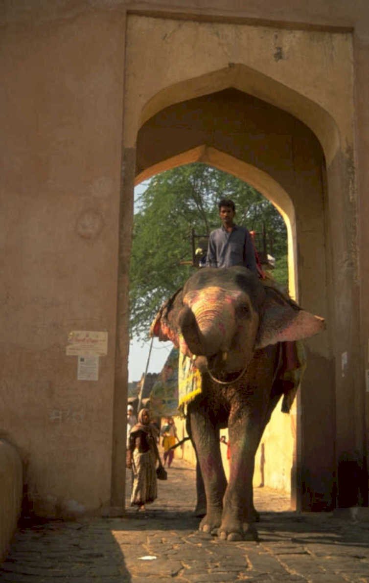 elephant jaipur gateway 1980s 1990s A4 Photo Print
