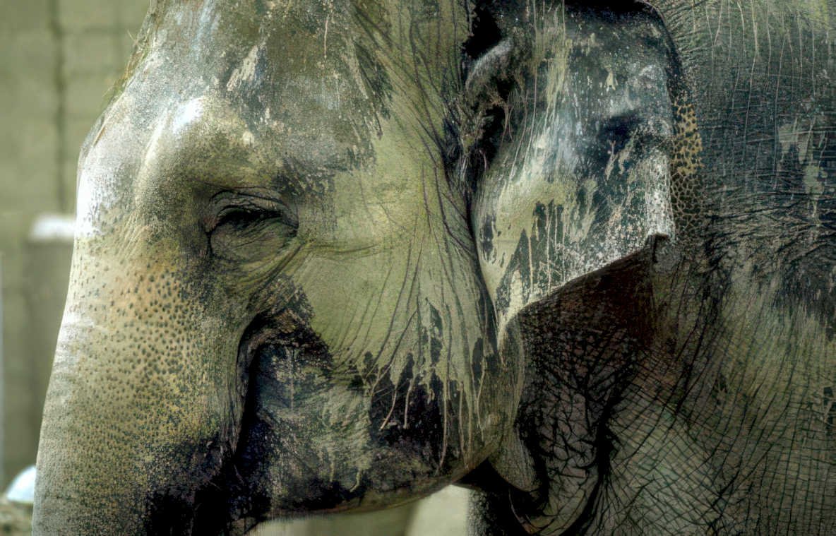 elephant muddy skin Vintage A4 Photo Print
