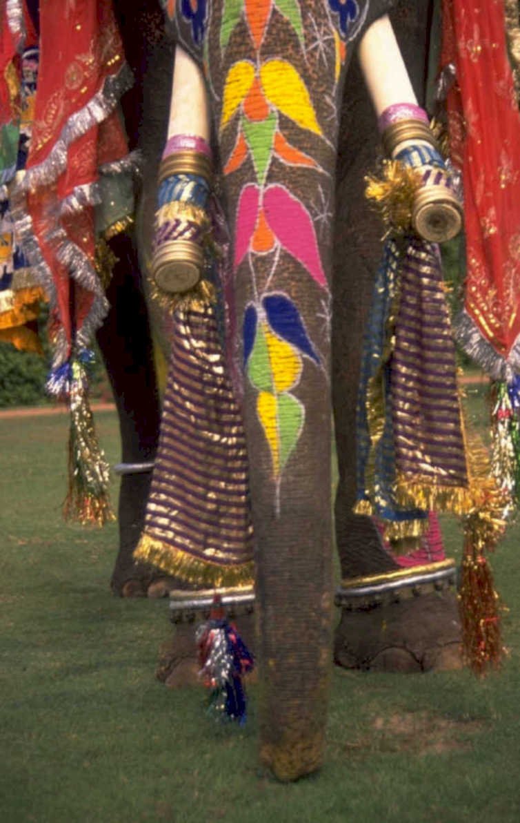 elephant parade 1980s 1990s A4 Photo Print