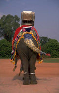 elephant parade jaipur 1980s 1990s A4 Photo Print