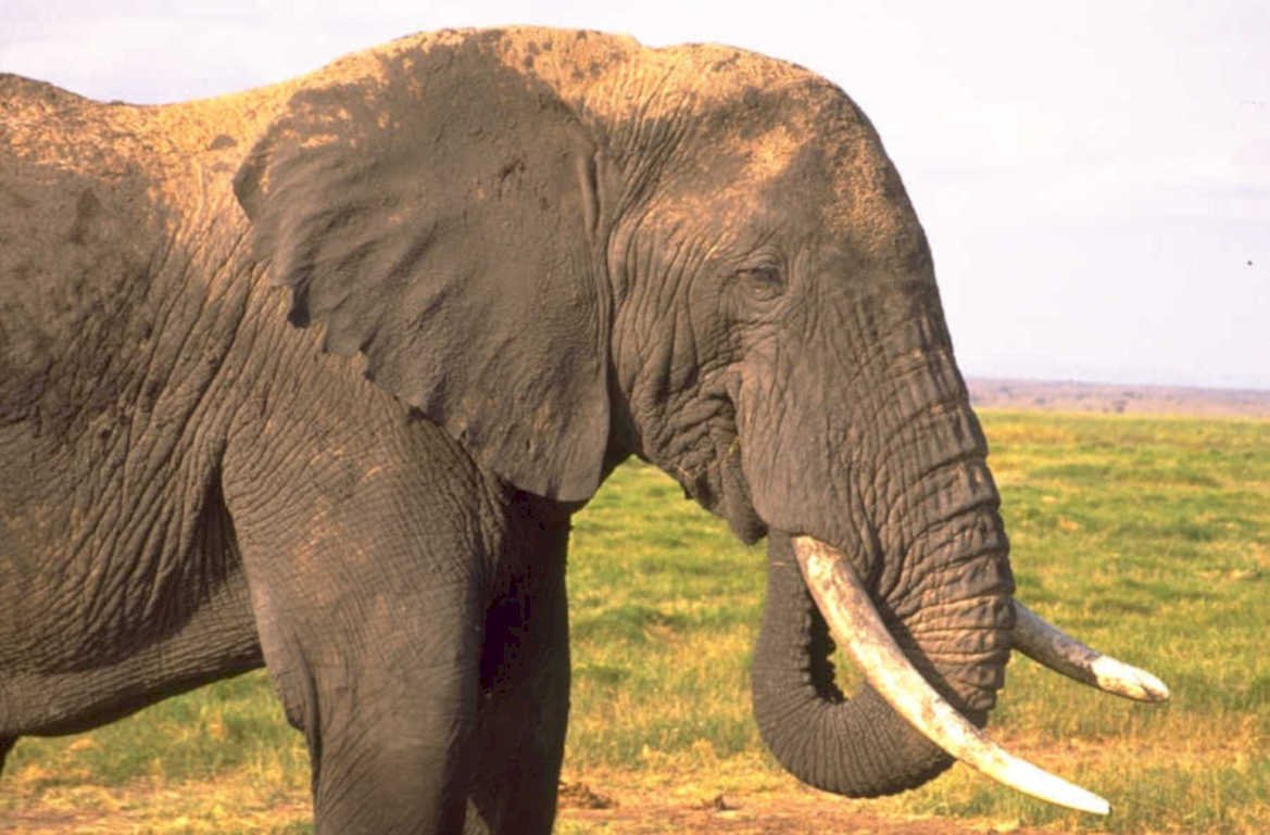 elephant portrait savanna 1980s 1990s A4 Photo Print