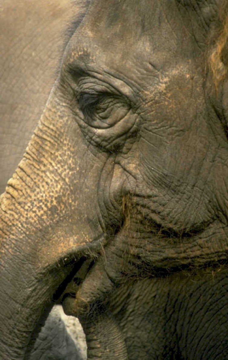elephant portrait texture 1980s 1990s A4 Photo Print