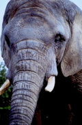 elephant portrait tusks1980s 1990s A4 Photo Print