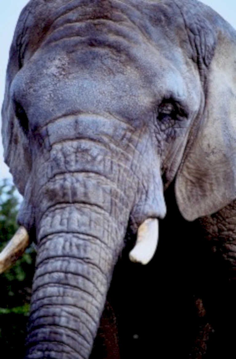 elephant portrait tusks1980s 1990s A4 Photo Print
